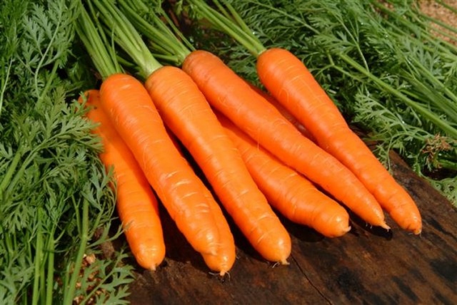 Реколта от моркови в Урал