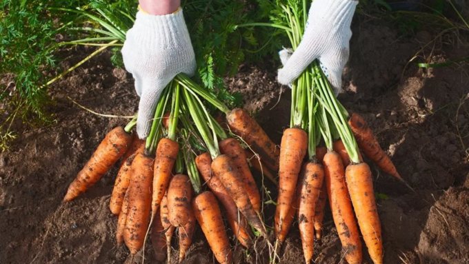 Богата реколта от моркови в Сибир