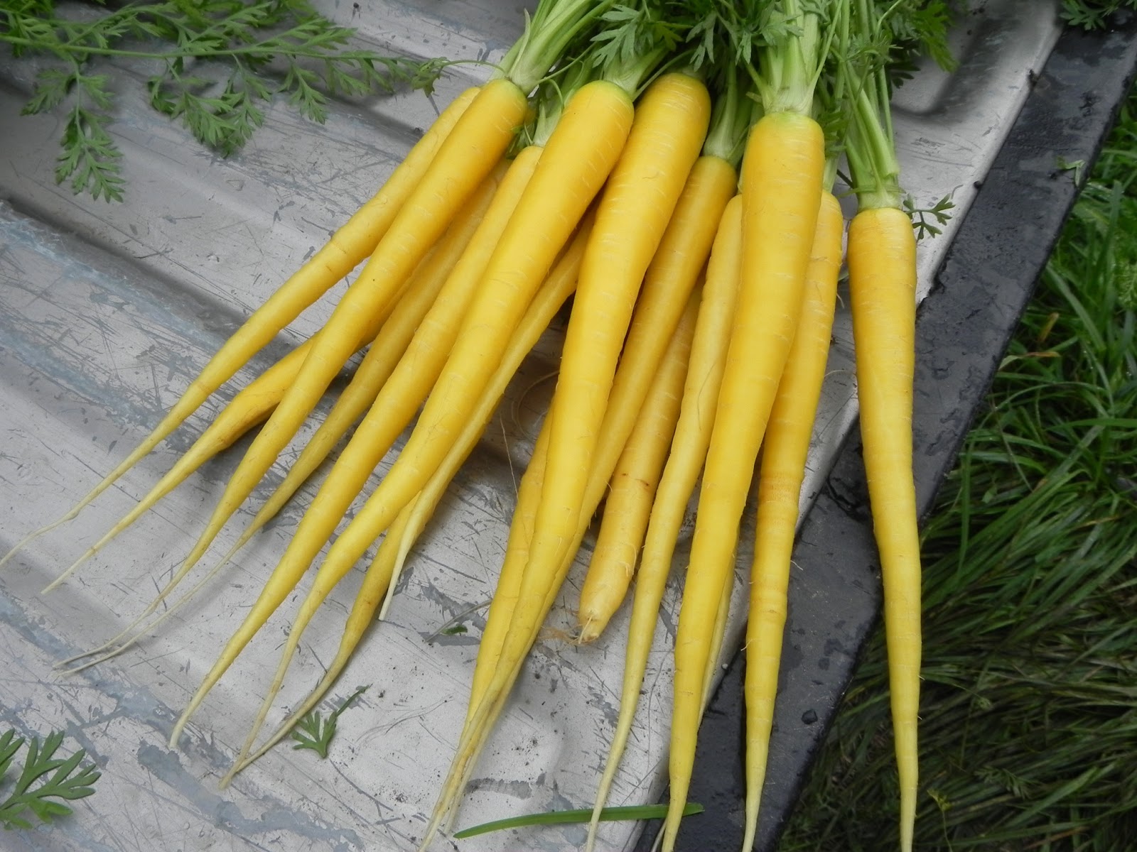 Реколта от моркови в Йелоустоун