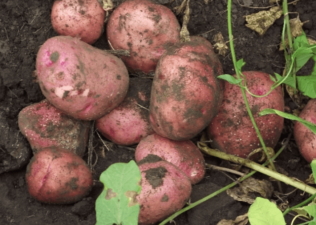 Прясно изкопани картофи Журавинка