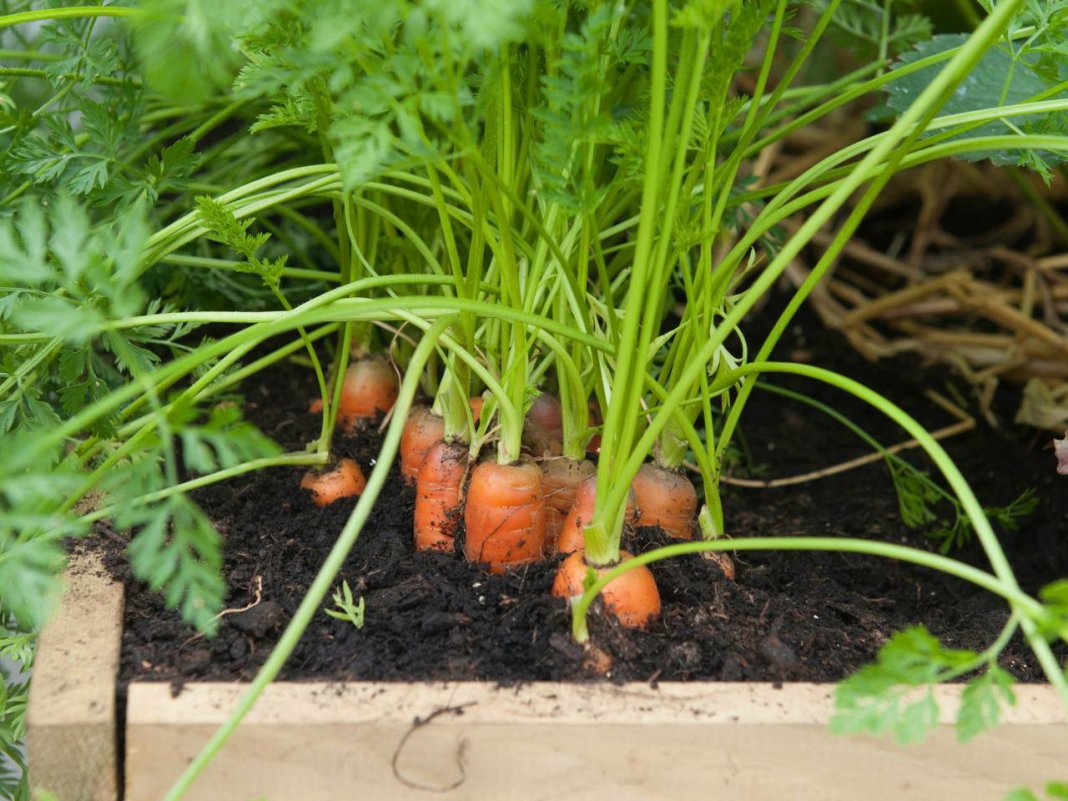 Външни моркови