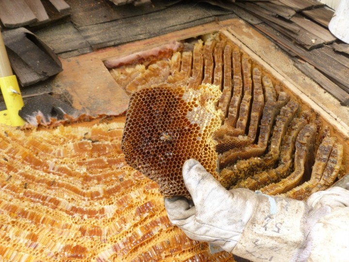 Jak se zbavit včelího úlu?