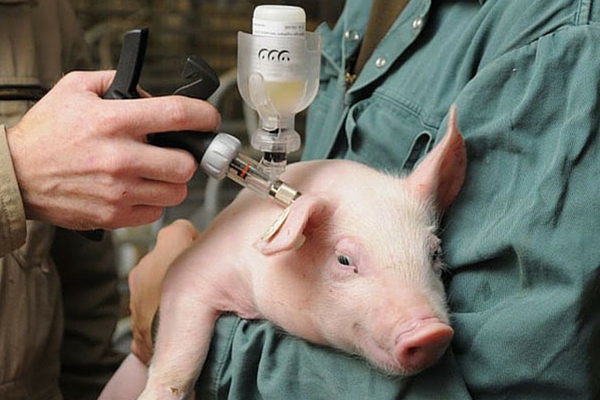 Despre vaccinări pentru purcei: vaccin PPA pentru porci ...