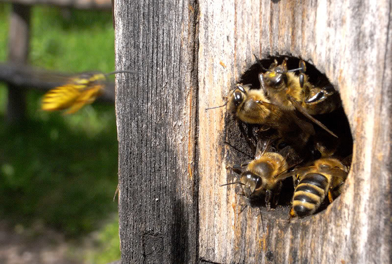 Jak daleko létají včely od úlu?